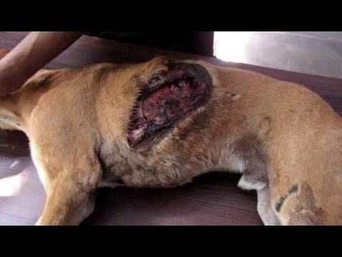 Dog suffocating from collapsed lungs and gaping wound healed - Animals Rescued  Ep 4