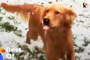 Dogs Discover Snow & Other Snow Loving Animals Too Compilation | The Dodo Best Of