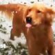 Dogs Discover Snow & Other Snow Loving Animals Too Compilation | The Dodo Best Of