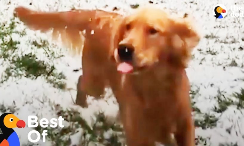 Dogs Discover Snow & Other Snow Loving Animals Too Compilation | The Dodo Best Of