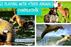 Dogs Playing With Other Animals Compilation 2016 (Official)