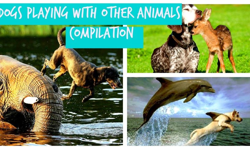 Dogs Playing With Other Animals Compilation 2016 (Official)