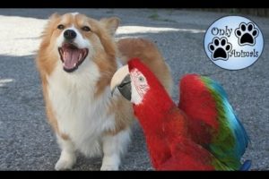 Dogs and parrots playing - Compilation //  Only Animals