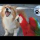 Dogs and parrots playing - Compilation //  Only Animals