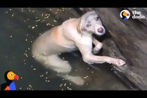 Drowning Dog Stuck In Well Is Rescued Just In Time  | The Dodo