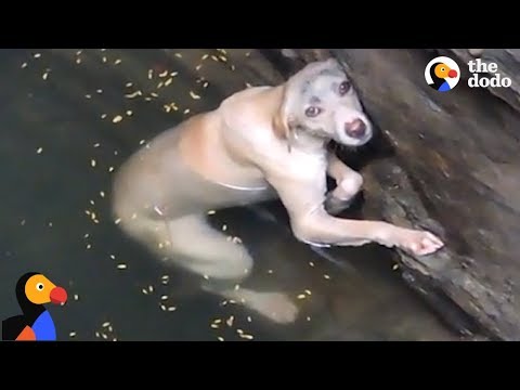 Drowning Dog Stuck In Well Is Rescued Just In Time  | The Dodo