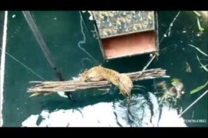 Drowning Leopard Rescued from 60-foot Well By Wildlife SOS
