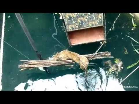 Drowning Leopard Rescued from 60-foot Well By Wildlife SOS