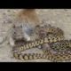 EXTREME CRAZY ANIMAL FIGHTS   Ferret vs Cobras vs Snake vs Bird vs Squirrel vs Mongoose   YouTube