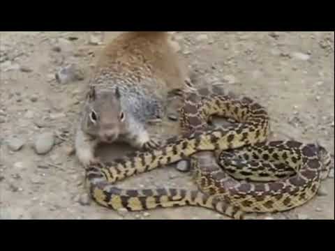 EXTREME CRAZY ANIMAL FIGHTS   Ferret vs Cobras vs Snake vs Bird vs Squirrel vs Mongoose   YouTube