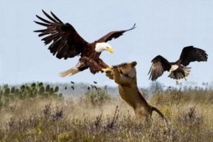 Eagle Best Attacks 2018 - Most Amazing Moments Of Wild Animal Fights! Wild Discovery Animals