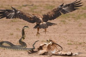 Eagle vs Snake Real Fight _ Snake vs Mongoose _ Eagle Attack Snakes _ Amazing Animals