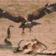 Eagle vs Snake Real Fight _ Snake vs Mongoose _ Eagle Attack Snakes _ Amazing Animals