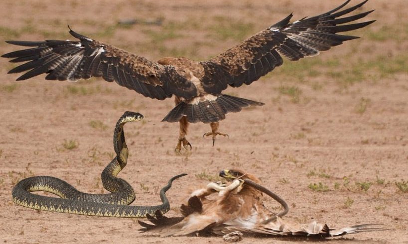 Eagle vs Snake Real Fight _ Snake vs Mongoose _ Eagle Attack Snakes _ Amazing Animals