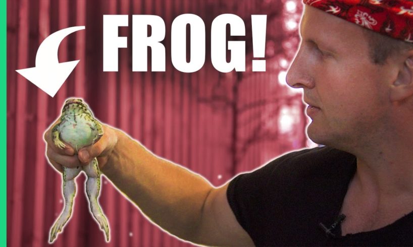 Eating frog in Vietnam!