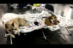 Efforts to rescue animals from Houston flooding