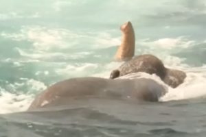 Elephant Stuck in Middle of the Ocean INCREDIBLE RESCUE | The Dodo