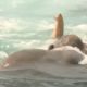 Elephant Stuck in Middle of the Ocean INCREDIBLE RESCUE | The Dodo