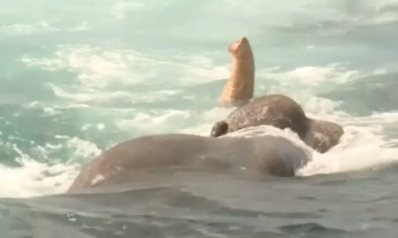 Elephant Stuck in Middle of the Ocean INCREDIBLE RESCUE | The Dodo
