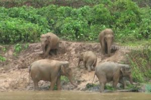 Elephants playing on mud - Funny animals