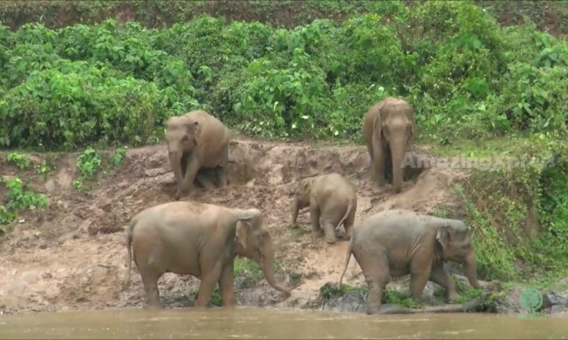 Elephants playing on mud - Funny animals