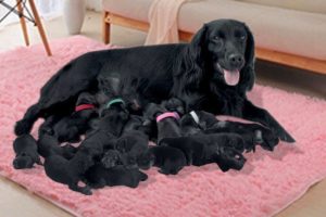 English Cocker Spaniel dog giving birth- Cute Puppies Playing