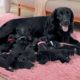 English Cocker Spaniel dog giving birth- Cute Puppies Playing