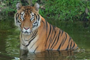 Ex Circus Tiger Starts New Life At Florida Sanctuary