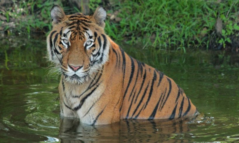 Ex Circus Tiger Starts New Life At Florida Sanctuary