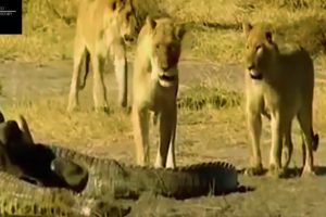 Extreme Animal Fights to The Death- Lion vs Giant Crocodile Real Fight