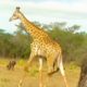 Extreme Animal Fights to The Death-Wild Animal Attacks Caught on Video