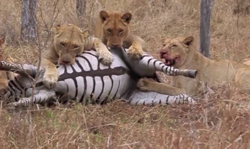 Extreme animal kills.some people might find to GRUESOME if so please do not click.