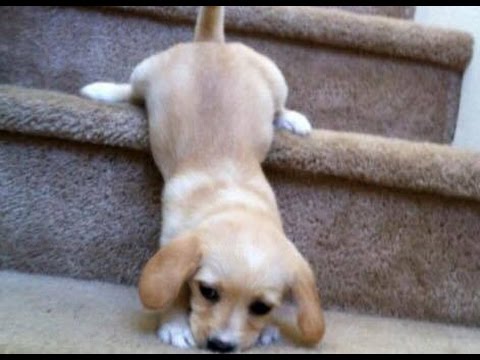 Extremely HARD TRY NOT TO LAUGH CHALLENGE - FUNNY and CUTE puppies compilation