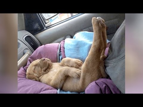 FUNNIEST ANIMALS - It's TIME TO LAUGH EXTREMELY HARD!