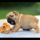FUNNY Dogs Video: Cute Puppies that makes you smile!!!