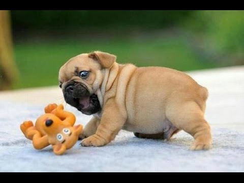 FUNNY Dogs Video: Cute Puppies that makes you smile!!!