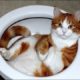 FUNNY VIDEOS: Funny Cats - Funny Cat Videos - Funny Animals - Cats Playing in Sinks Compilation