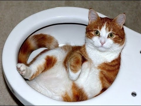 FUNNY VIDEOS: Funny Cats - Funny Cat Videos - Funny Animals - Cats Playing in Sinks Compilation