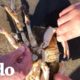 Familia salva un cangrejo enganchado en un anzuelo | El Dodo