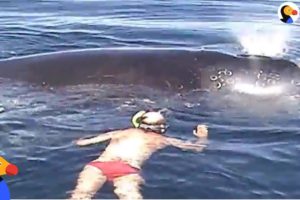 Family Rescues Whale Tangled In Net  | The Dodo