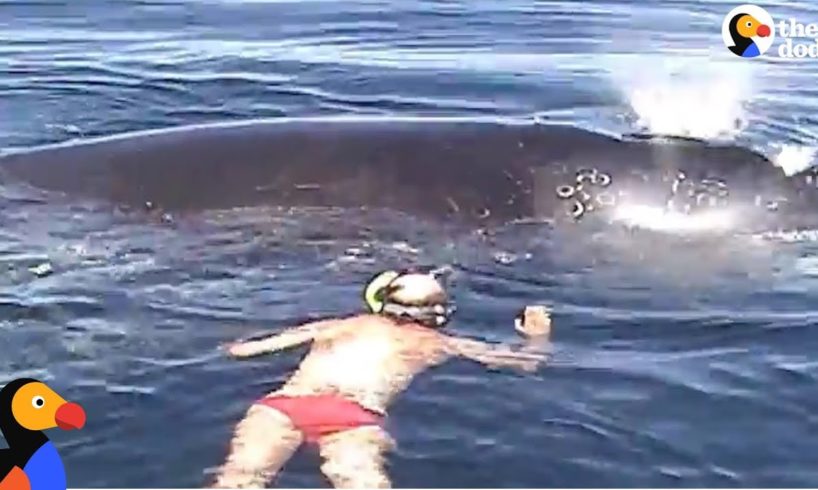 Family Rescues Whale Tangled In Net  | The Dodo