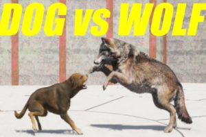 Far Cry 5 Arcade - ANIMAL FIGHT: DOG vs WOLF (Map Editor)