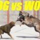 Far Cry 5 Arcade - ANIMAL FIGHT: DOG vs WOLF (Map Editor)