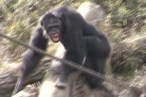 Fight of chimpanzee : Animal fight