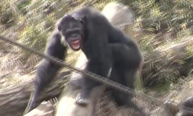 Fight of chimpanzee : Animal fight