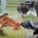 Fighting Moments Of Buffalo V.S Lion in Nature - New Fights Of Wild Animals 2019