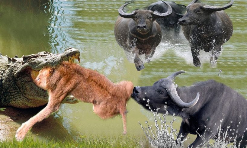 Fighting Moments Of Buffalo V.S Lion in Nature - New Fights Of Wild Animals 2019