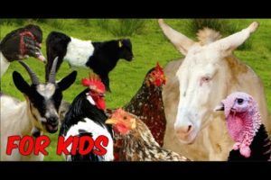 For Kids: RARE FARM ANIMALS - chicken, horse, cattle, goats, sheep, poultry, film for children