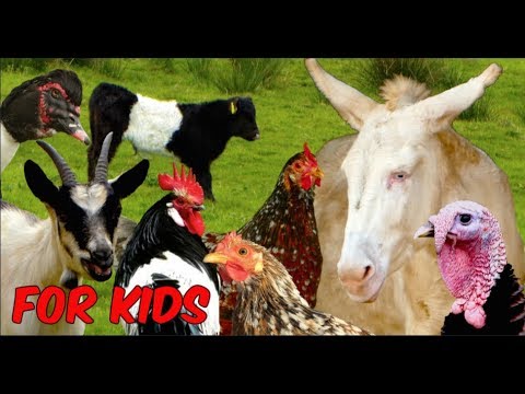 For Kids: RARE FARM ANIMALS - chicken, horse, cattle, goats, sheep, poultry, film for children