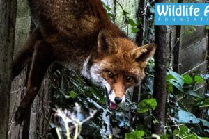 Fox dangling from its tail - Wildlife Animal Rescue